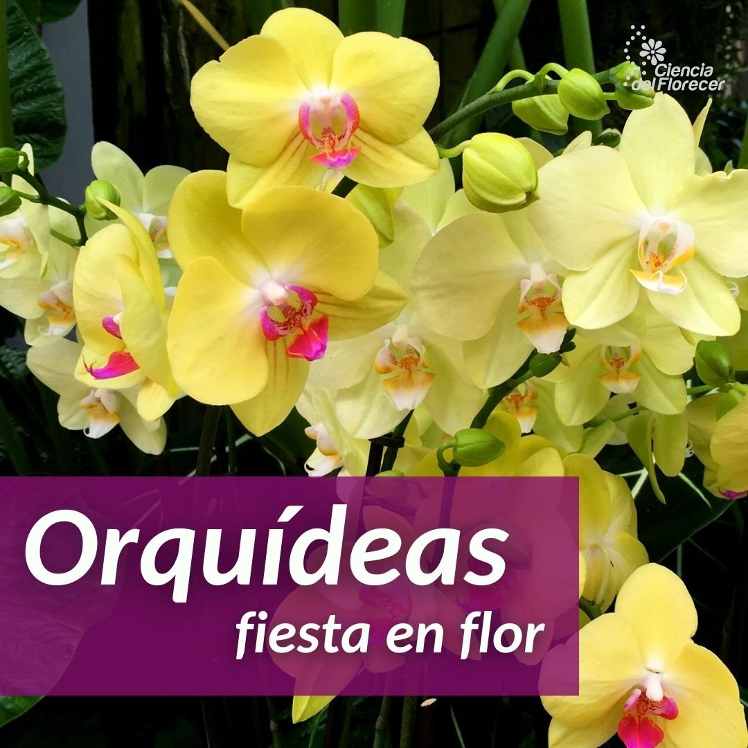 Orquideas naturales - Plants, Seeds & Bulbs - Antofagasta, Chile, Facebook  Marketplace