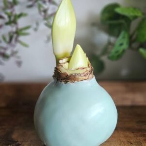 Amaryllis Wax Celeste - Flor Blanco/Rosado