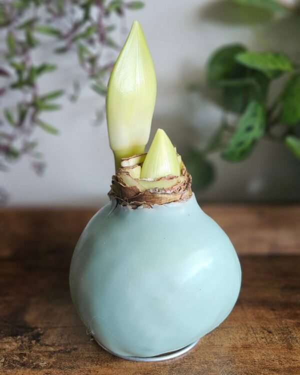 Amaryllis Wax Celeste - Flor Blanco/Rosado