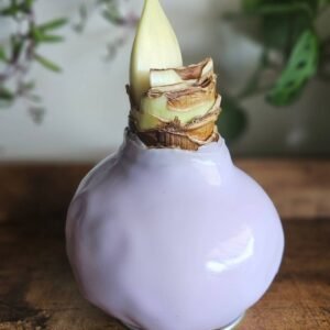 Amaryllis Wax Lila - Flor Blanco/Rosado