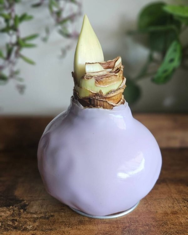 Amaryllis Wax Lila - Flor Blanco/Rosado