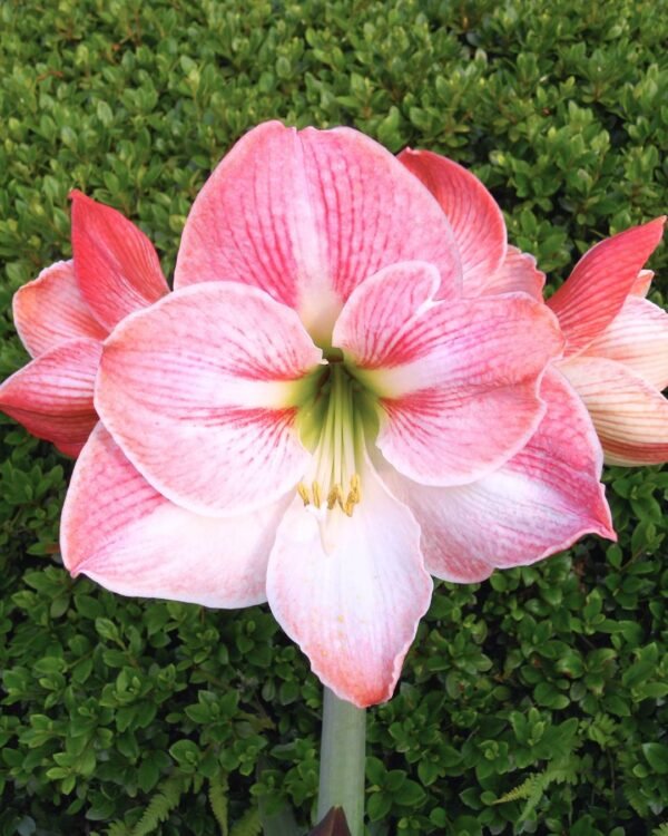 Amaryllis Wax Celeste - Flor Blanco/Rosado - Imagen 2