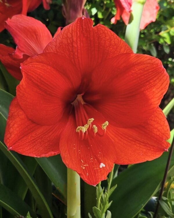 Amaryllis Wax Plateado - Flor Roja - Imagen 2