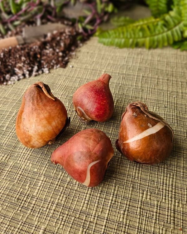 Pack de 5 tulipanes Columbus - Imagen 2