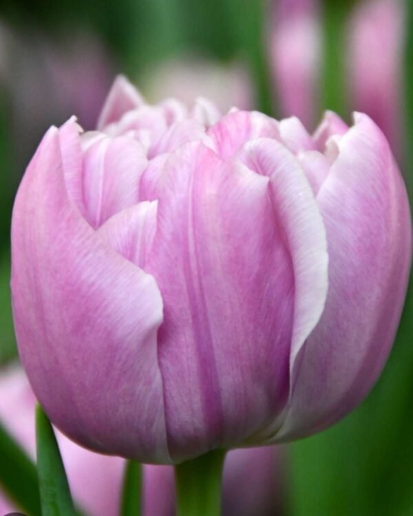 Pack 5 tulipanes Katinka