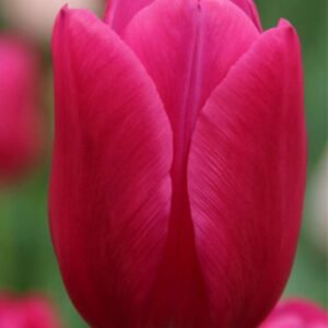 Pack de 5 tulipanes Pink Ardour