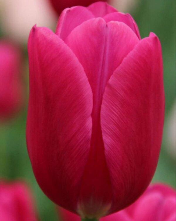 Pack de 5 tulipanes Pink Ardour