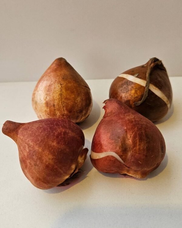 Pack de 5 tulipanes Pink Ardour - Imagen 2