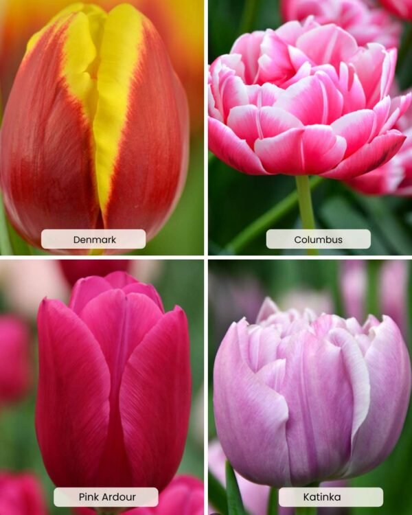 Pack 4 Tulipanes