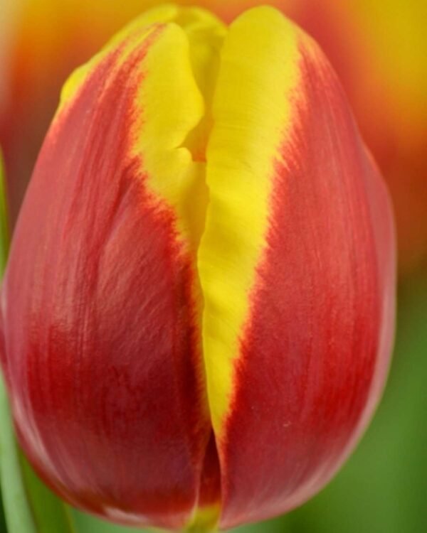 Pack de 5 tulipanes Denmark