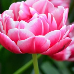 Pack de 5 tulipanes Columbus
