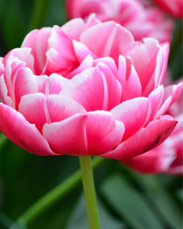 Pack de 5 tulipanes Columbus